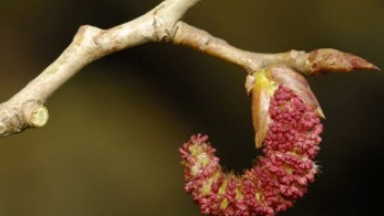 Mugurii de Plop: Remediul Natural pentru Sănătatea Respiratorie și Nu Nu Numai