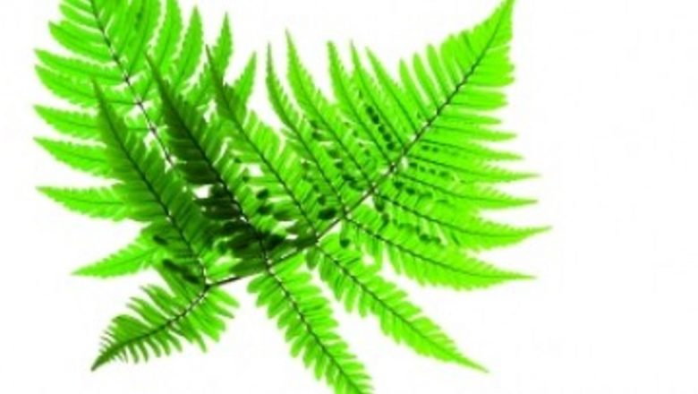 Feriga: O Plante Medicinală cu Proprietăți Deparazitoare și Anti-inflamatorii