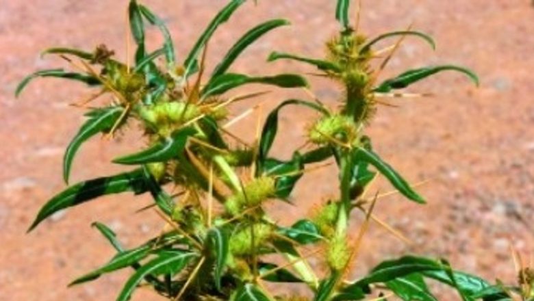 Remedii Naturale pentru Cistită și Infecții Urinare: O Abordare Alternativă