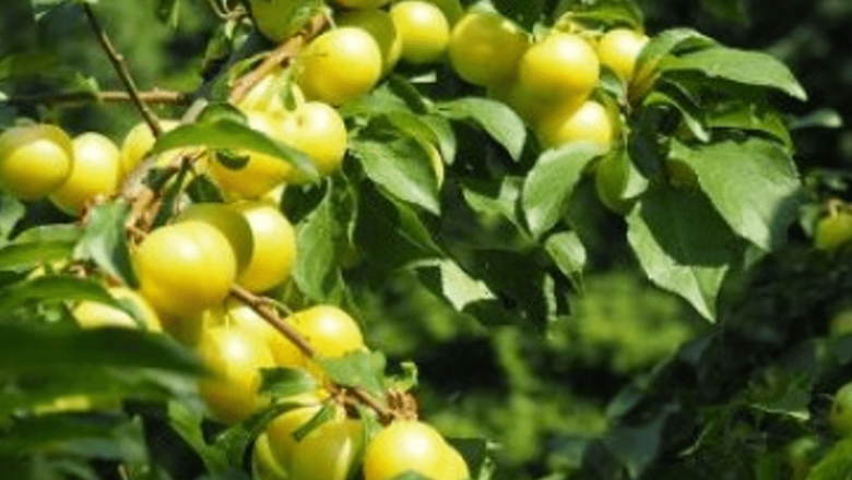 Corcoduşele: Superfructul care susţine sănătatea sistemului nervos şi nu numai