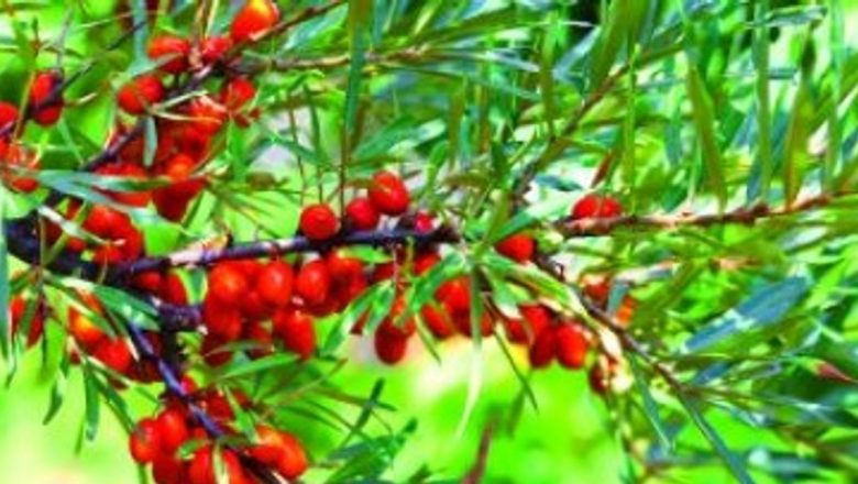 Cătina: Planta miraculoasă cu beneficii pentru sănătate și frumusețe