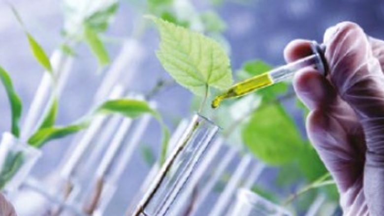 Plantele Medicinale: Soluția Naturală pentru Stomacul Sensibil