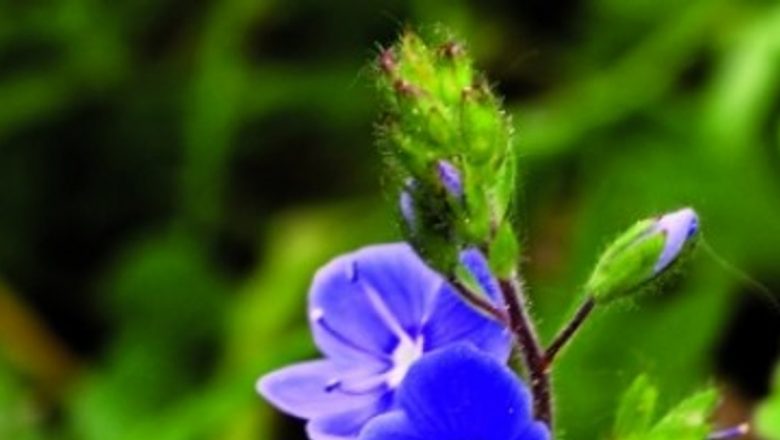 Beneficiile Ventrilicei: O Plantă Medicinală cu Puteri Remarcabile în Combaterea Colesterolului și Nu Numai