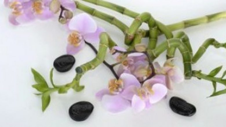 Bambusul: Plantă de Feng Shui pentru Armonia și Prosperitatea Casei Tale
