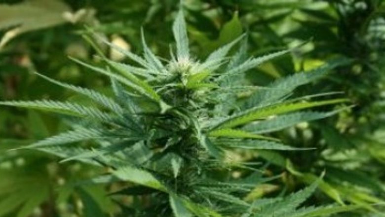 Canabisul: O Nouă Speranță în Combaterea Îmbătrânirii? Analiza unui Studiu Promițător