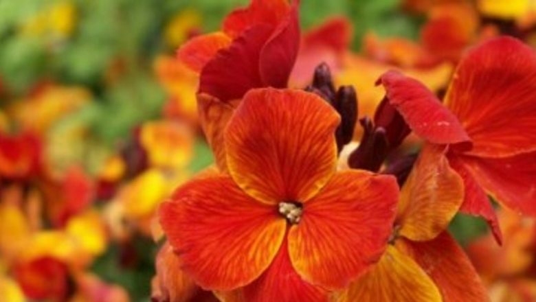 Condurul-Doamnei: O Plante Medicinală cu Beneficii Remarcabile pentru Sănătate