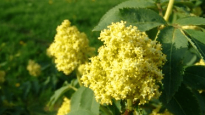 Uleiul de Soc: Un Remediu Natural pentru Sănătatea Pielei și a Organismului