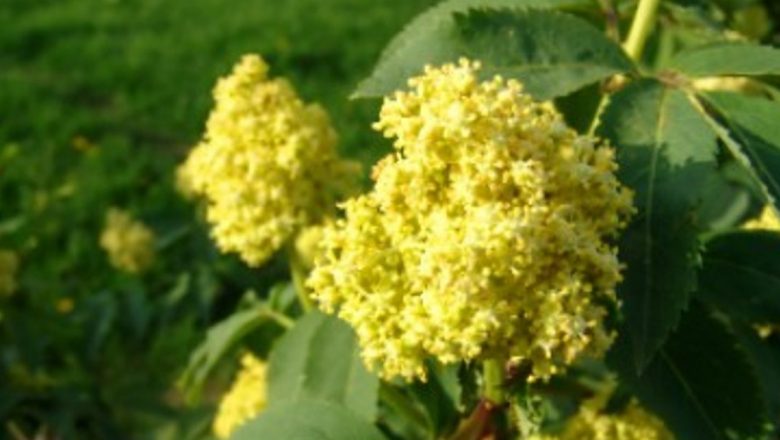 Uleiul de soc: Un aliat natural în protecția pielii și în combaterea bolilor sezoniere
