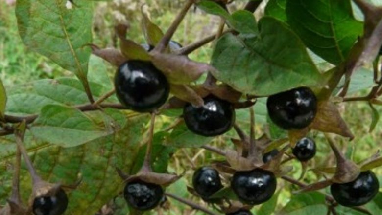 Cireșele Negre: Superalimentele Verii și Beneficiile Lor pentru Sănătate