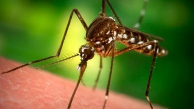 Ghid complet pentru a înfrunta mâncărimile provocate de insecte: Prevenție, remedii și riscuri