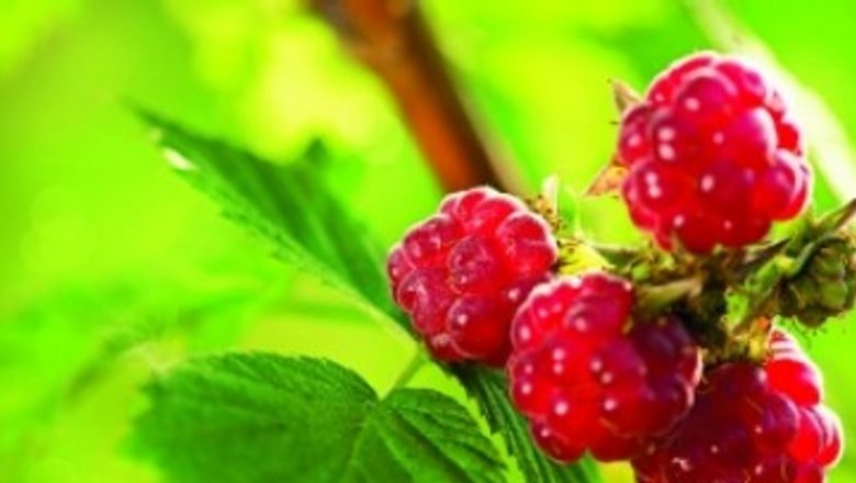 Beneficiile zmeurului și altor plante în reglarea hormonală și sănătatea menstruală