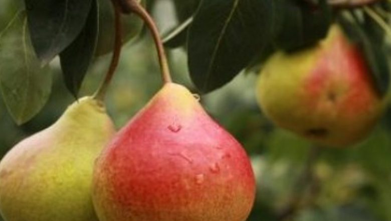Beneficiile Perelor: De Ce Ar Trebui Să Le Integrăm în Dieta Noastră Zilnică