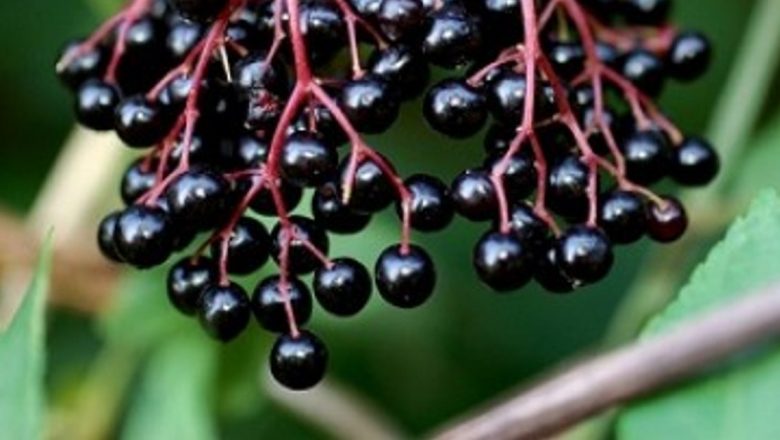 Remedii Naturale pentru Îmbunătățirea Imunității: Plantele care te Apără de Răceli și Infecții