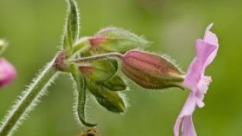 Năprasnicul: O Plantă Medicinală cu Proprietăți Remarcabile pentru Sănătate