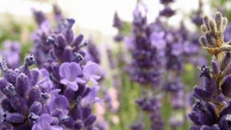 Plantele Naturale Care Îndepărtează Ţânţarii: Remedii Eficiente pentru Vara Ta