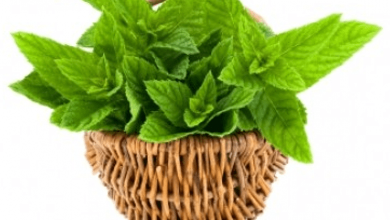 Menta: Planta cu multiple beneficii pentru sănătate și frumusețe