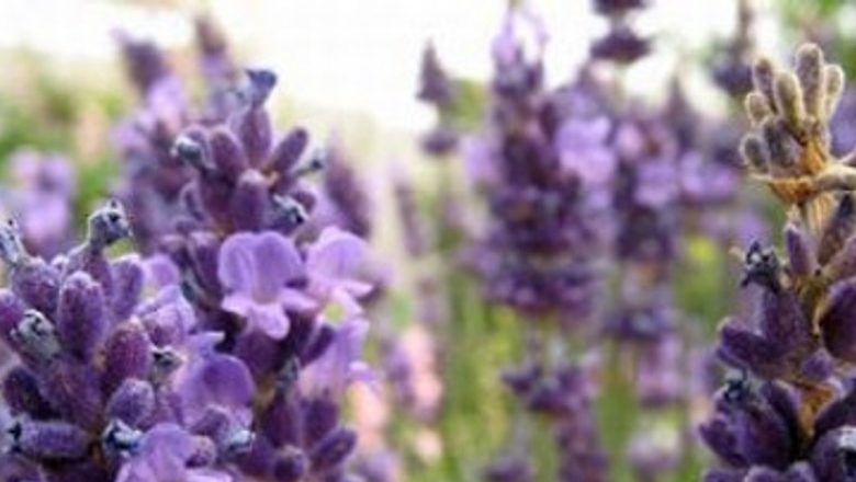 Plantele care te protejează de țânțari: soluții naturale pentru o vară fără iritații