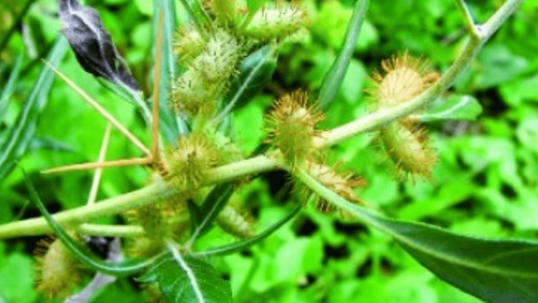 Ghimpele: Un Remediu Natural pentru Sănătatea Prostatei și Nu Numai