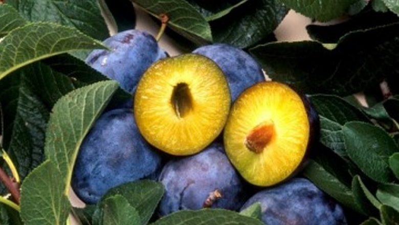 Detoxifierea Colonului: Beneficiile Prunelor și Metode Eficiente pentru o Sănătate Optimă