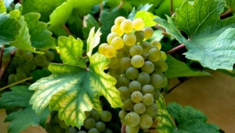 Alimentele care pot contribui la stoparea dezvoltării celulelor canceroase: O analiză detaliată