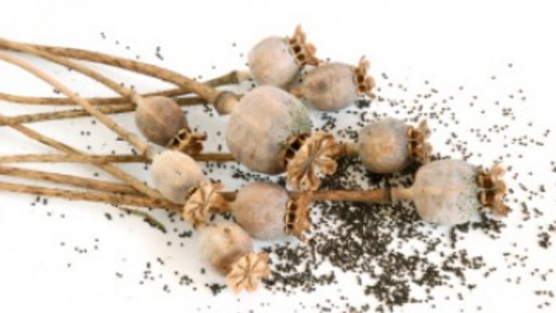 Beneficiile terapeutice ale semințelor de mac: O soluție naturală împotriva osteoporozei