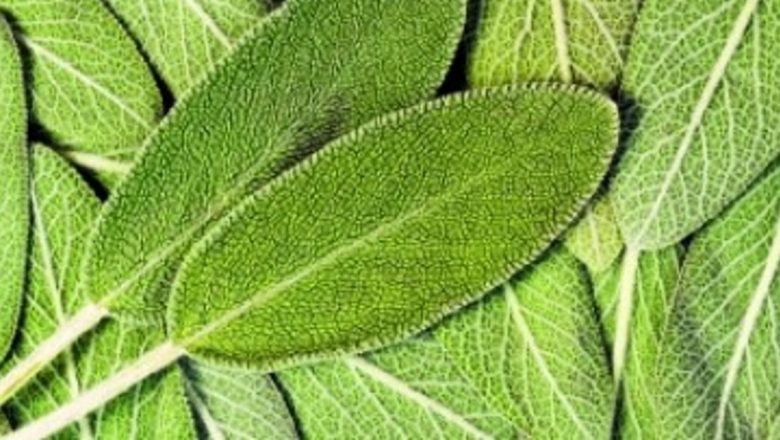 Salvia: Planta Miraculoasă Care Întârzie Bătrânețea și Promovează Sănătatea