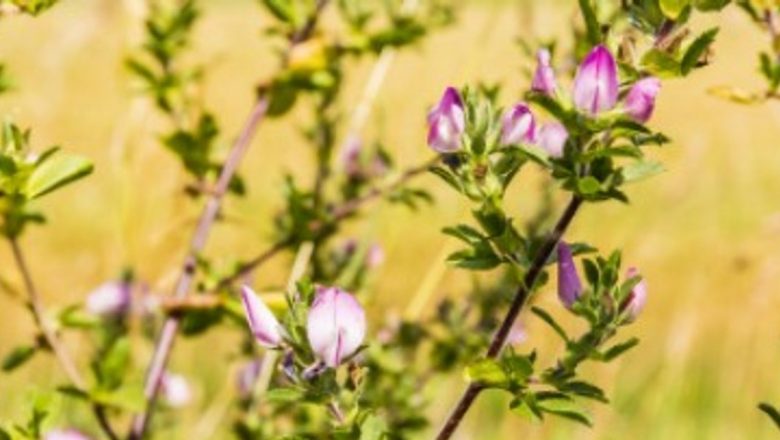 Osul-iepurelui: Planta miraculoasă care sprijină sănătatea rinichilor și nu numai