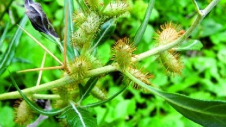 Ghimpele: O Plantă Medicinală cu Beneficii Remarcabile pentru Sănătatea Prostatei și a Sistemului Urinar