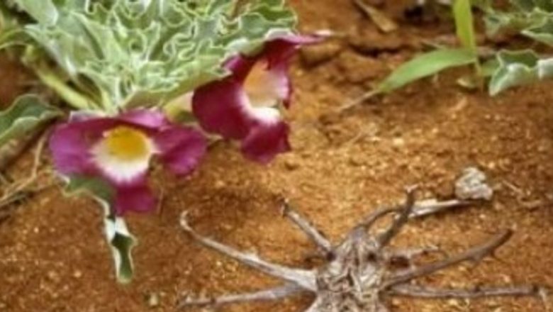 Remedii Naturale pentru Dureri: O Analiză Detaliată a Uleiurilor Esențiale și Plantelor Medicinale