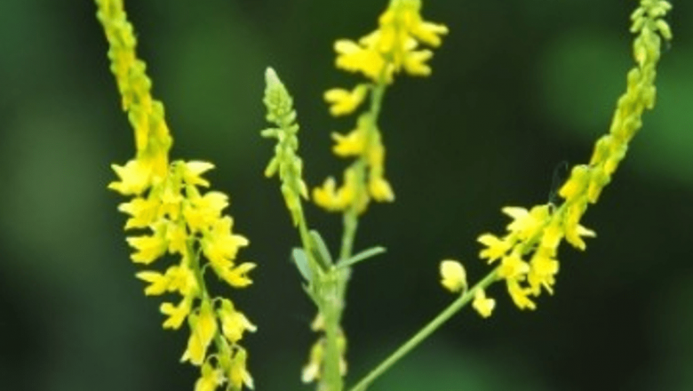 Descoperirea Sulfinei: Tratamentul Naturist cu Beneficii Remarcabile pentru Sănătate