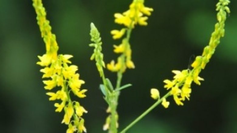Eficiența Sulfinei: Tratamente Naturiste pentru Sănătate și Bienestar