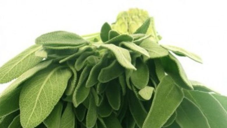 Salvia: Remediul Natural pentru Durerile Menstruale și Menstruația Abundentă