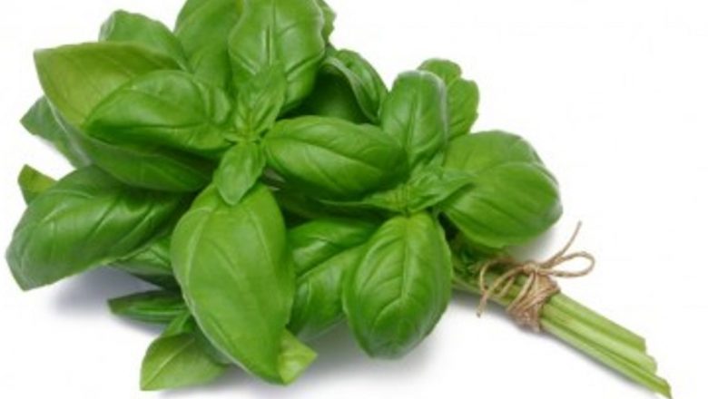 Busuiocul: Un Remediu Natural pentru Colesterol și Nu Numai