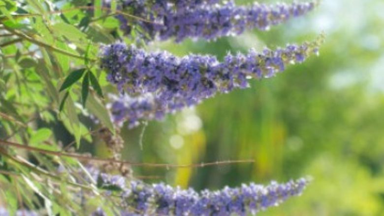 Mielăreaua: Un Remediu Natural pentru Durerile Articulare și Nu Numai