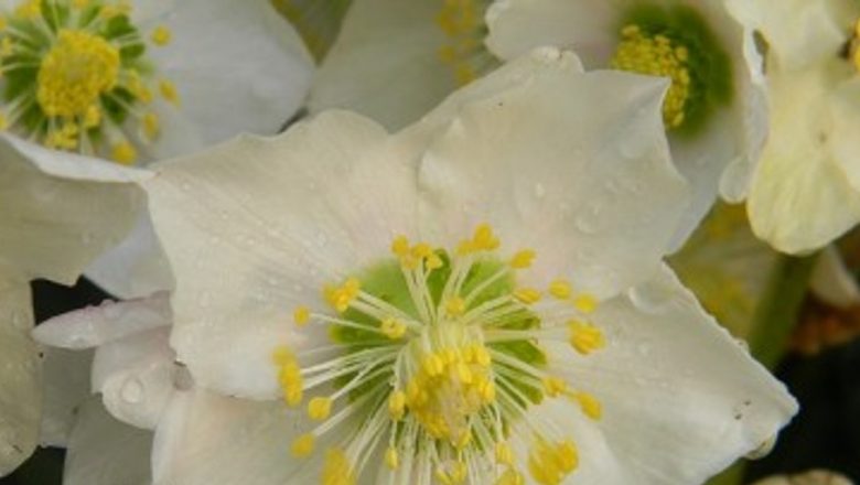 Tratamente Naturale cu Uz Extern pentru Reumatism: O Analiză Detaliată a Spânzului și a Eficienței Sale