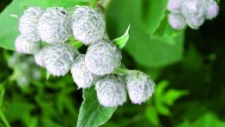 Brusturele: O Plantă Medicinală cu Beneficii Remarcabile pentru Diabet și Nu Numai