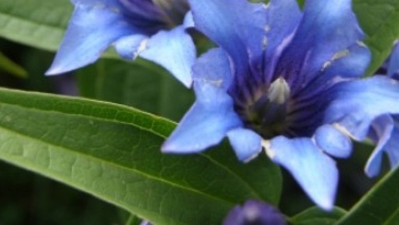 Plantele care îmbunătățesc digestia: Beneficii, utilizări și perspective