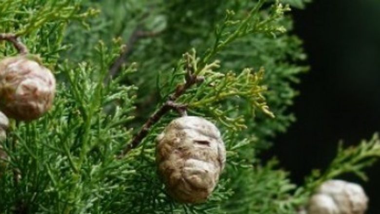 Uleiul de chiparos: un remediu natural pentru crampele musculare și implicațiile sale