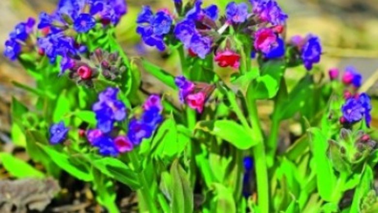 Plămânărica: O Plantă Medicinală cu Beneficii Multiple în Tratarea Infecțiilor Respiratorii și Nu Numai