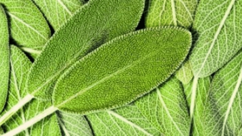 Plantele care îți stimulează memoria: O explorare detaliată a remediilor naturiste pentru o minte alertă