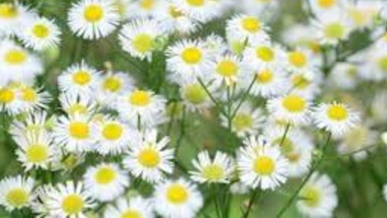 Mușețelul: Un Remediu Natural în Lupta Împotriva Cancerului