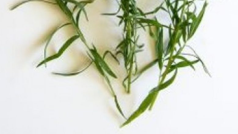 Tarhonul: O Plantă Aromată cu Beneficii Medicinale și Culinare Remarcabile