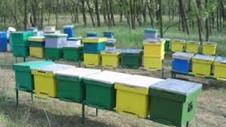 Provocările Producției de Miere în România: Impactul Vremii Asupra Apiculturii