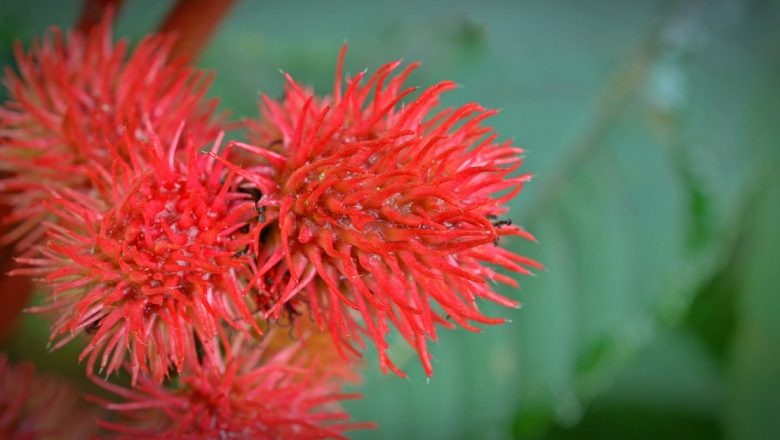 Uleiul de Ricin: Beneficii, Utilizări și Implicații pentru Sănătate