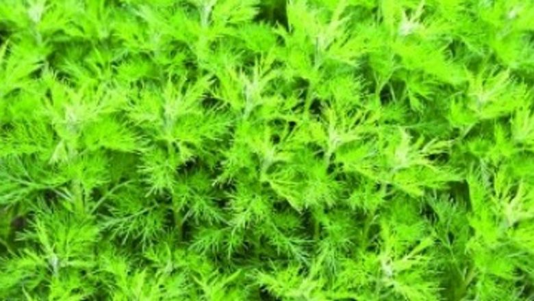 Lemnul-Domnului: O Comoară de Tradiție și Medicină Naturală