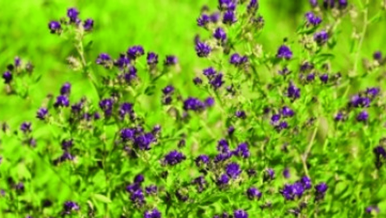 Lucerna: Remediul Natural Cu Beneficii Extinse în Tratamentul Infecțiilor Urinare și Nu Numai