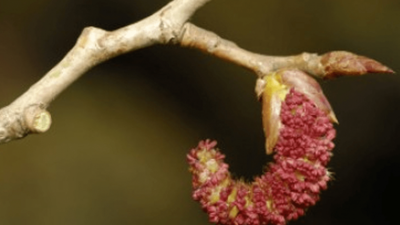 Mugurii de Plop: Remediul Natural pentru Astenia de Primăvară și Alte Afecțiuni
