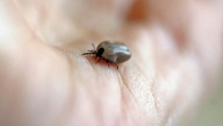 Ghid complet pentru îndepărtarea căpușelor: Cum să te protejezi de riscurile sănătății