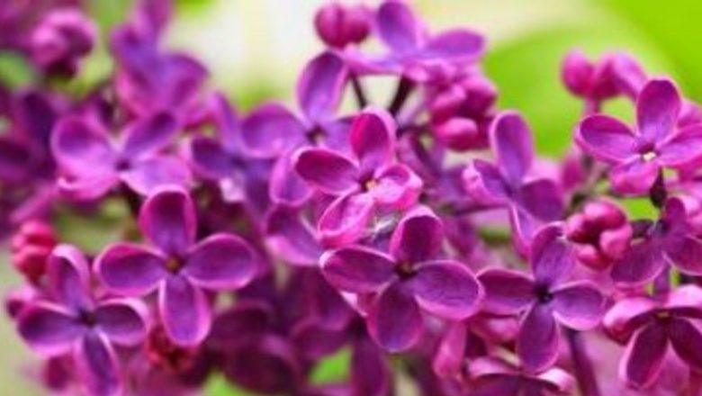 Beneficiile terapeutice ale florilor de liliac: remedii naturale pentru diverse afecțiuni