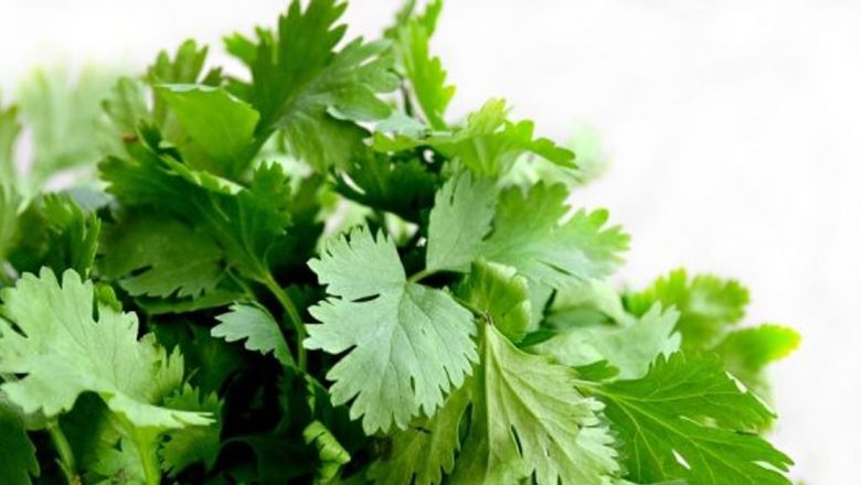 Pătrunjelul: O Plante Medicinală cu Beneficii Remarcabile pentru Sănătate